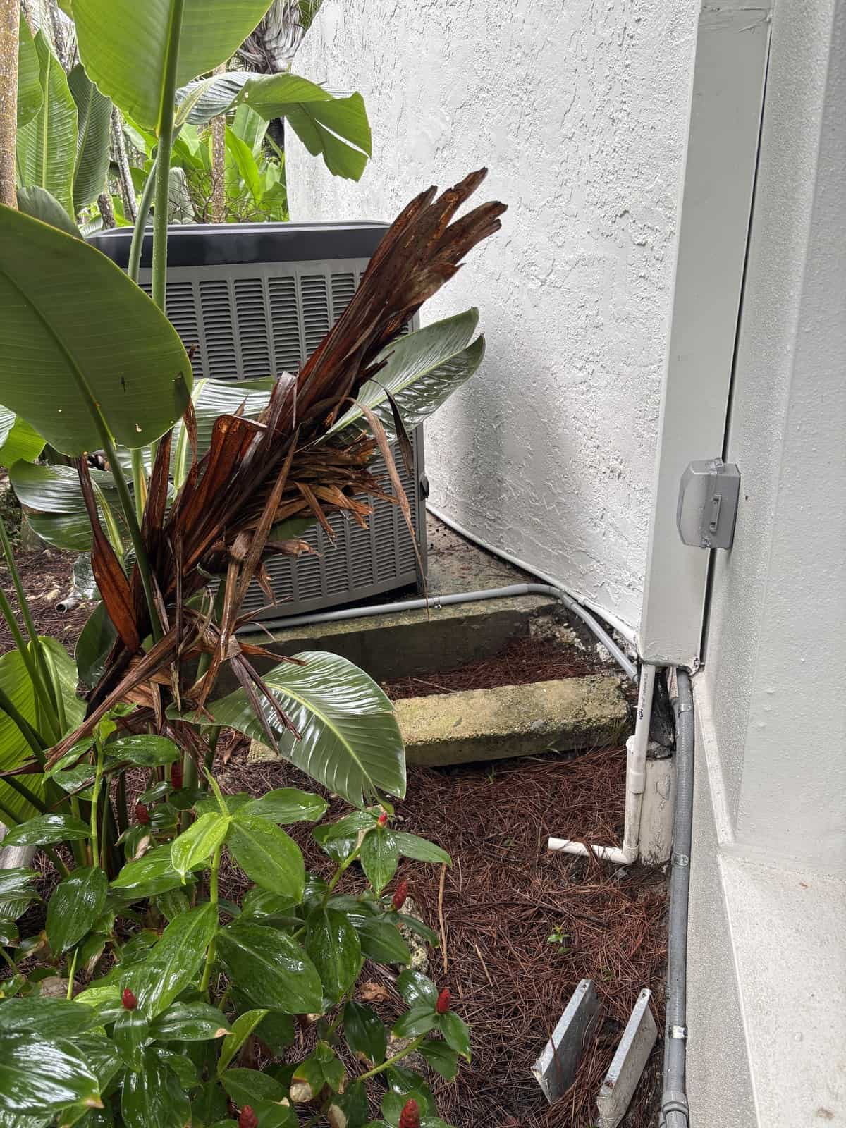 Grey conduit running down an exterior wall past an electrical box and air conditioning unit into a mulch planting bed in Miami