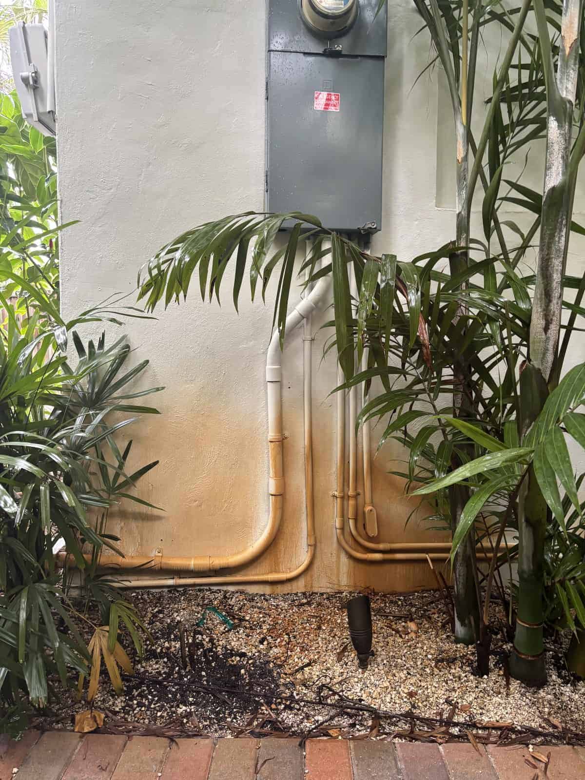 Green plants near utility box with electrical wiring and pipes.