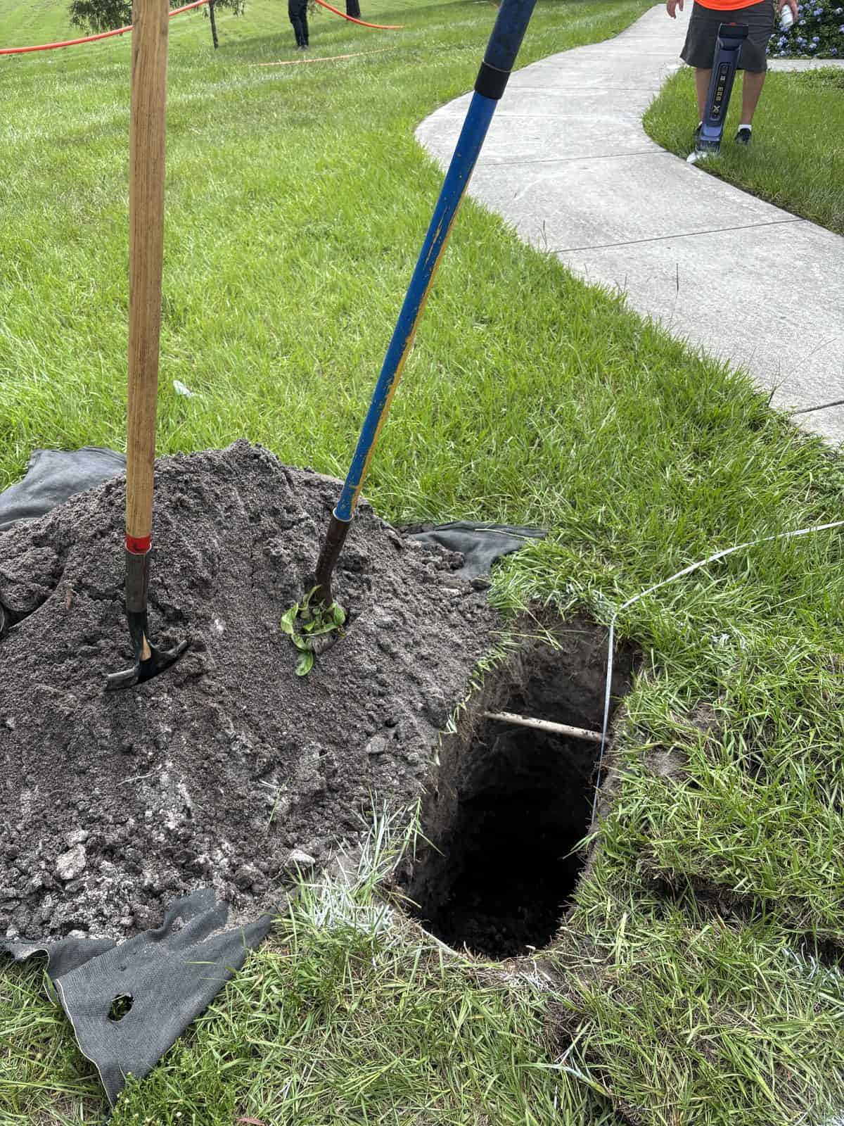 Tree planting in progress with shovels and a freshly dug hole.