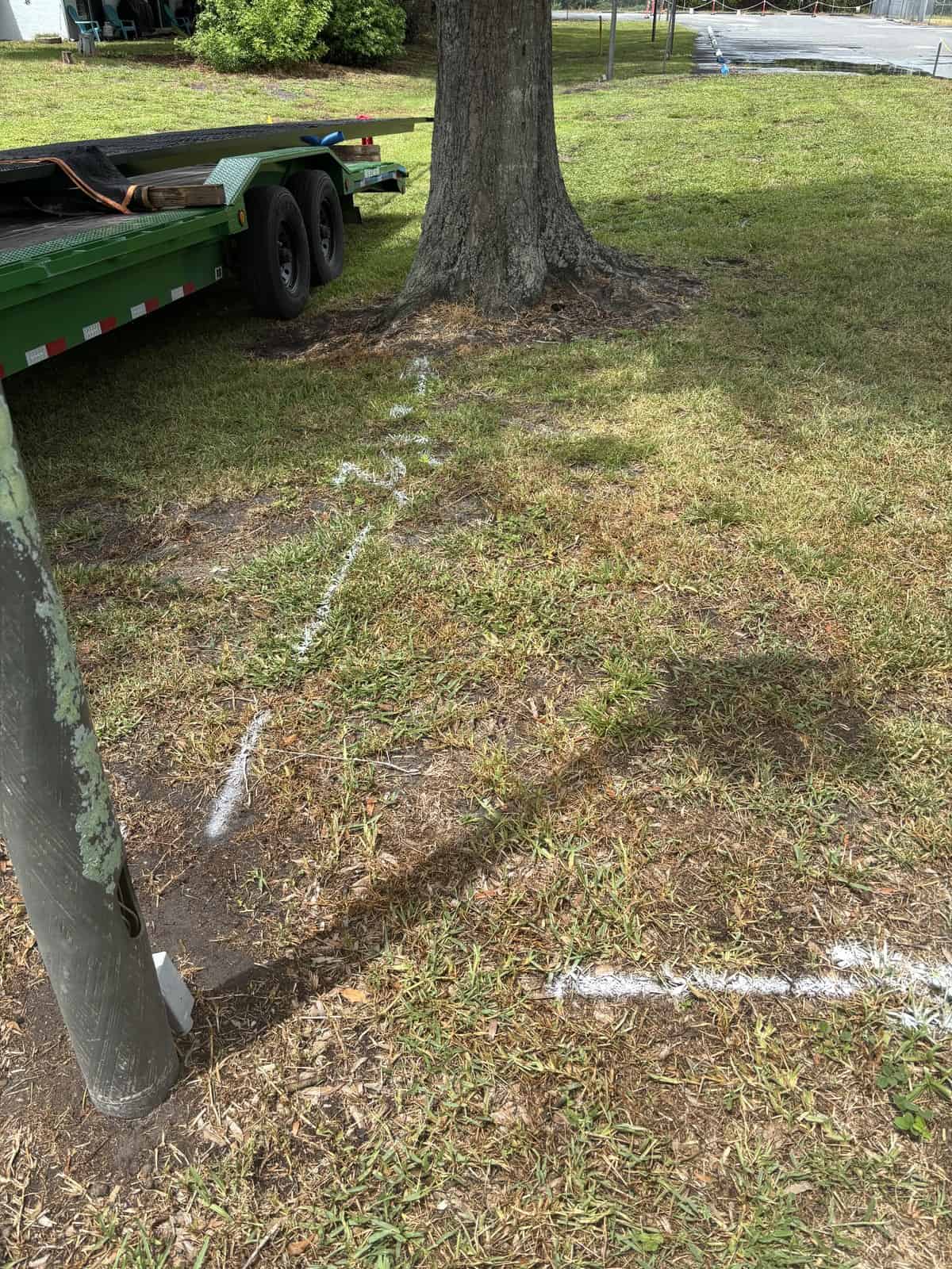 White chalk markings around tree roots and utility pole for construction work.