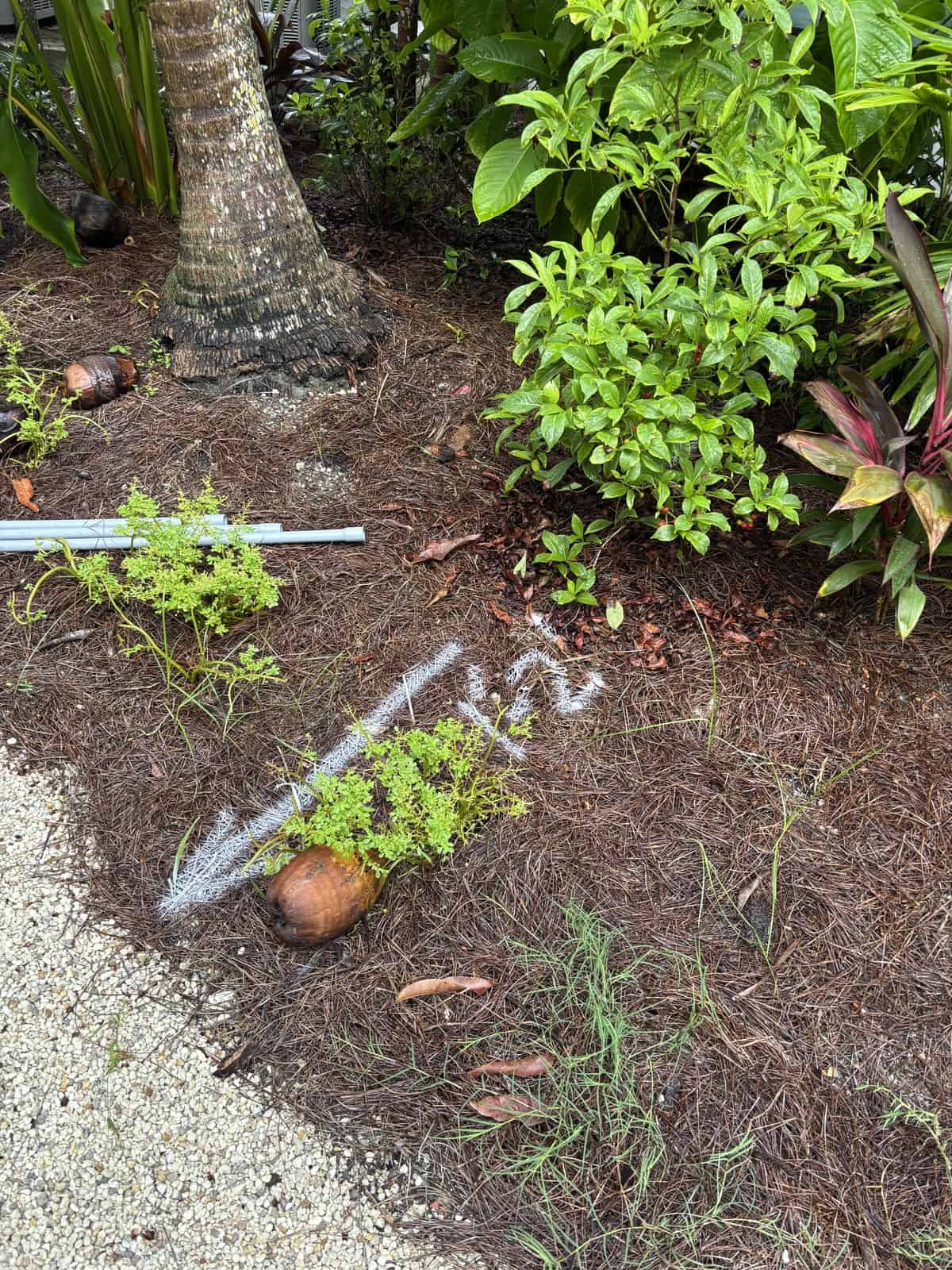 White locate arrow and a twelve inch depth mark painted on a mulch bed beside a palm tree in Miami