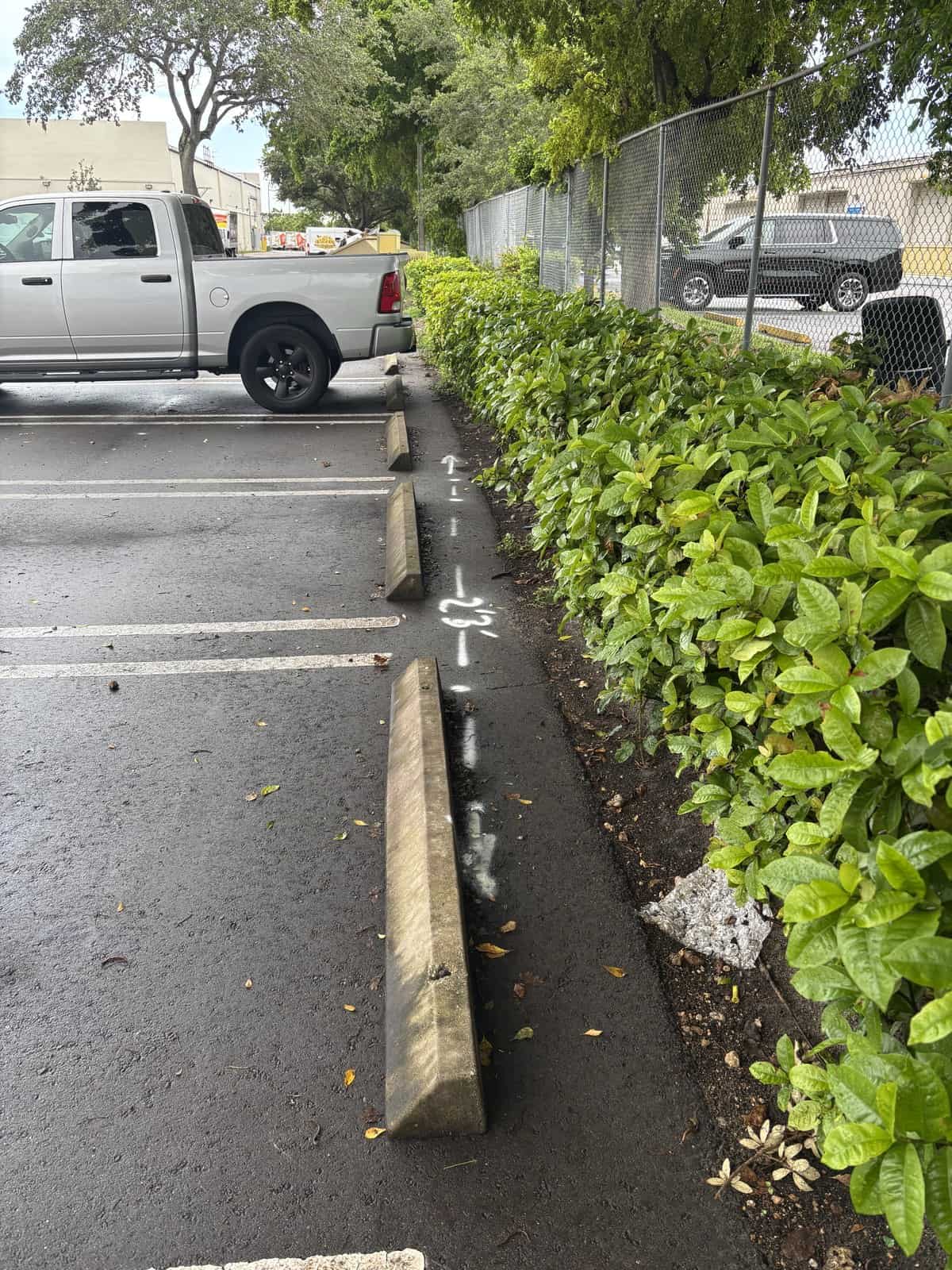 White locate marks painted on wet asphalt parking bays beside a hedge and wheel stops in Miami Lakes