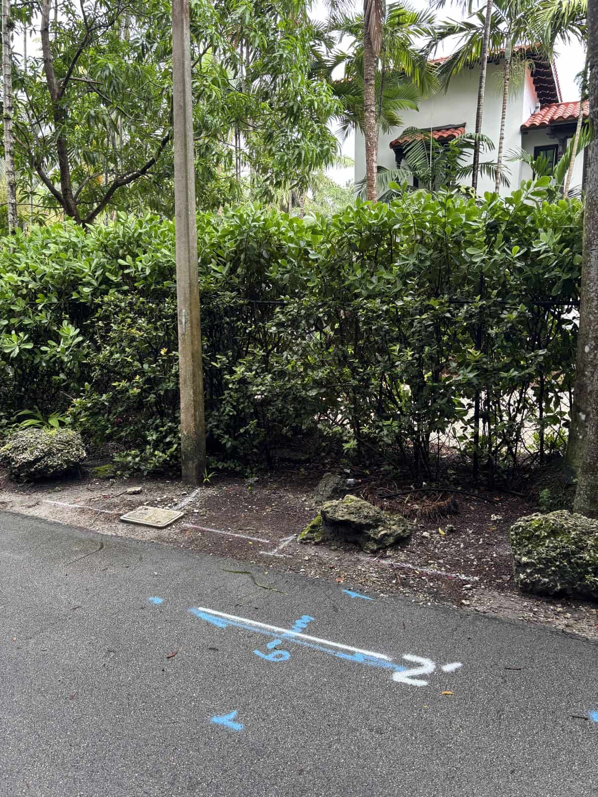 Blue locate paint and a two foot depth marked on asphalt beside a hedge and utility pole in Miami