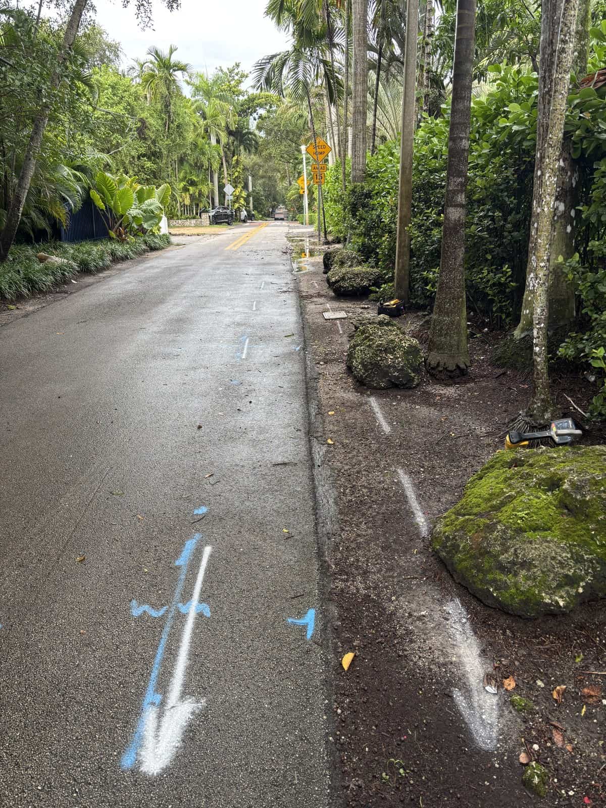 Blue and white locate marks painted along a wet asphalt lane lined with palm trees in Miami